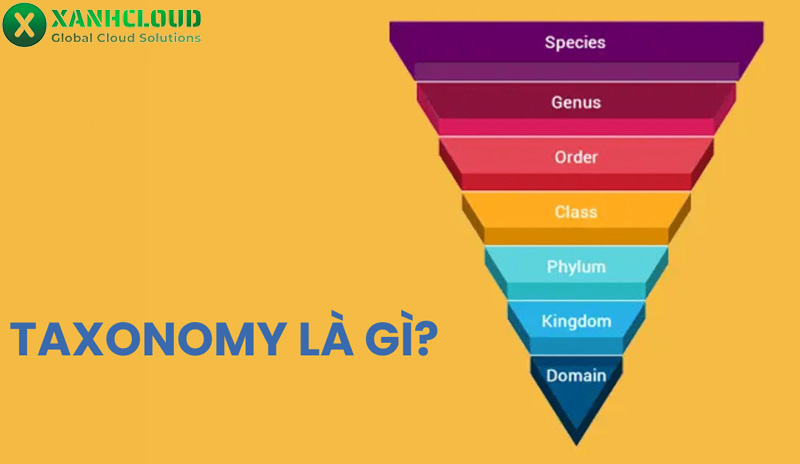 Taxonomy là gì? Tìm hiểu 4 loại Taxonomy trong WordPress?